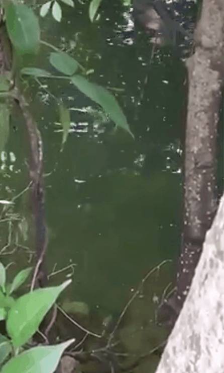 李顯龍總理發了這張小動物照片，竟引來無數人自曝