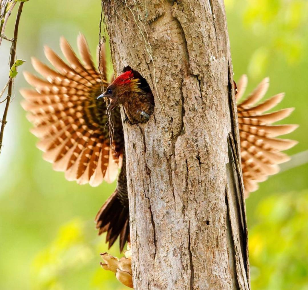 实拍新加坡八哥大战啄木鸟!过程太刺激