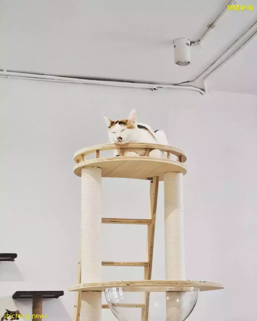 新加坡首家無籠貓咖@Cat Paradise🐈,還可以領養貓貓喔