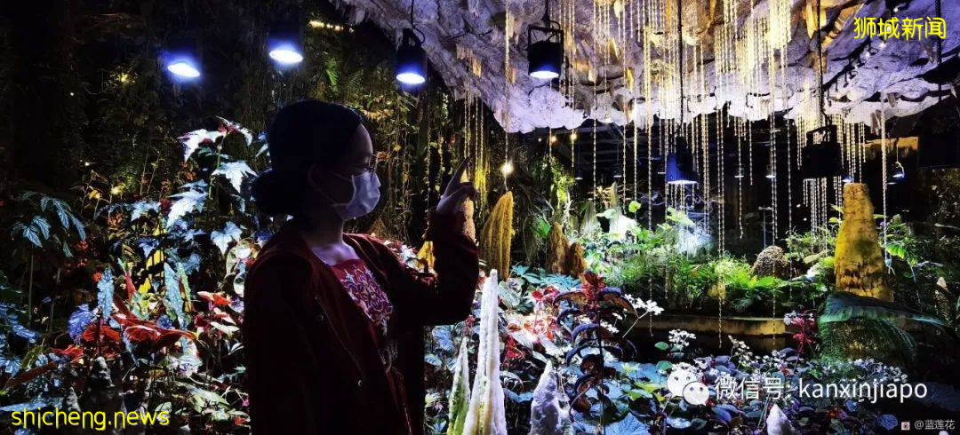 新加坡親子好去處！濱海灣～花穹～雲霧森林～空中步道半日遊