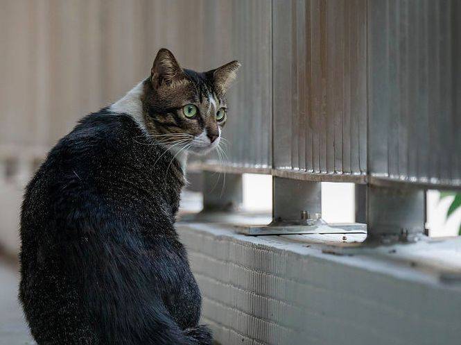 小坡島留學 NUS 校園撸貓攻略