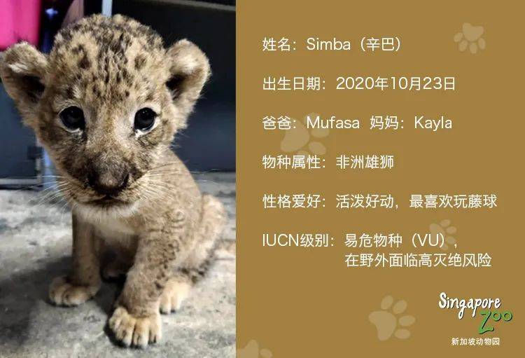 新加坡第一只通過輔助生殖技術誕生的非洲獅崽來啦