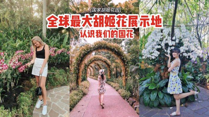 全球最大胡姬花卉展示地“国家胡姬花园”✨清新秀丽、沁人心脾，带你认识和了解我们的国花😎