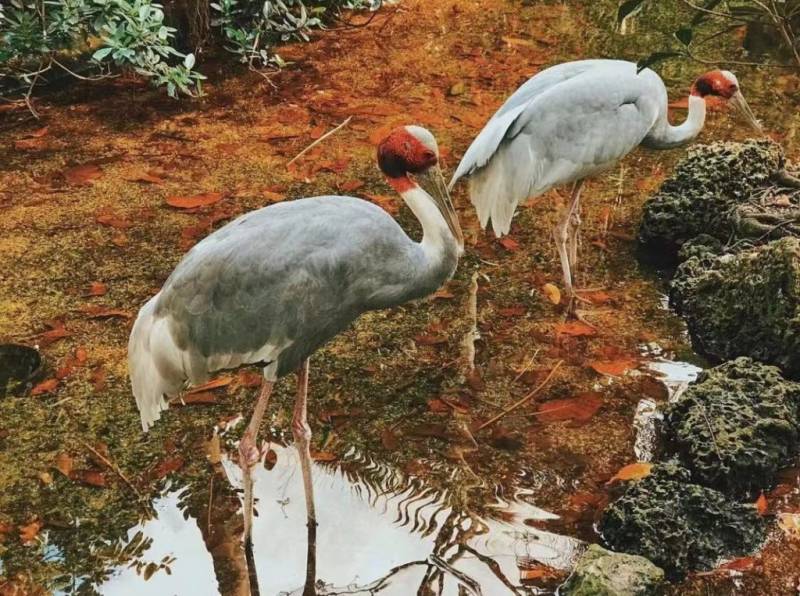 裕廊飞禽园推出半价票促销!年底前有效!让我们愉快地去看鸟吧