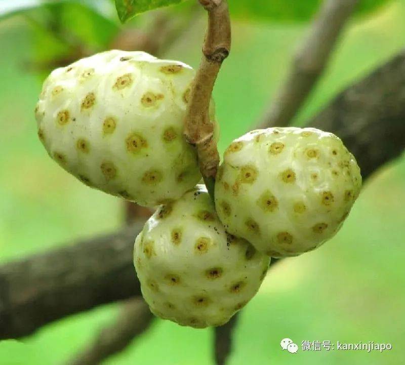 以前，在新加坡有种叫“哑巴籽”的果子，现在还有吗