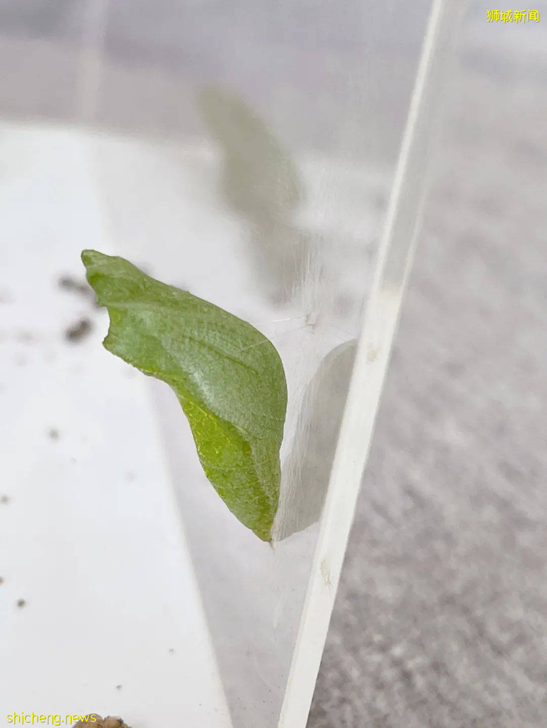 別人家養貓養狗當寵物,我兒子卻喜歡在新加坡養毛毛蟲