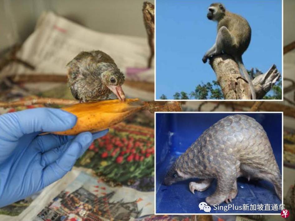 新加坡的野生动物也太不好惹了吧