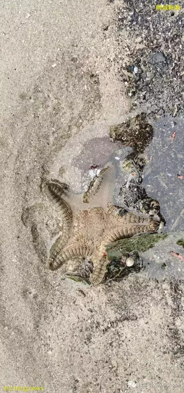 新加坡“趕海”全攻略!遇見了這麽多神奇的生物