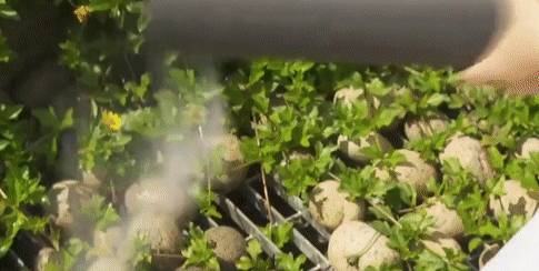 新加坡這個全新骨灰撒土園,太美了