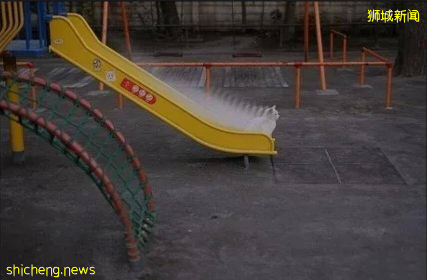 萌翻啦！走红啦！新加坡流浪犭犭犭犭犭犭犭犭犭犭喵星人在滑滑梯！