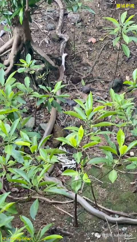 新加坡上演眼镜王蛇PK大蟒蛇,真实争霸战!谁吃掉了谁