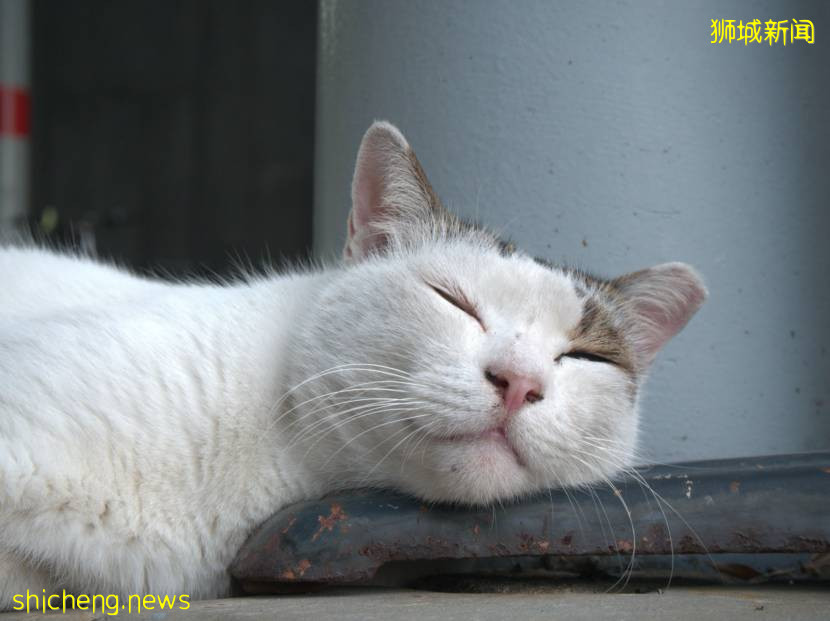 《南洋理工大學撸貓指南》