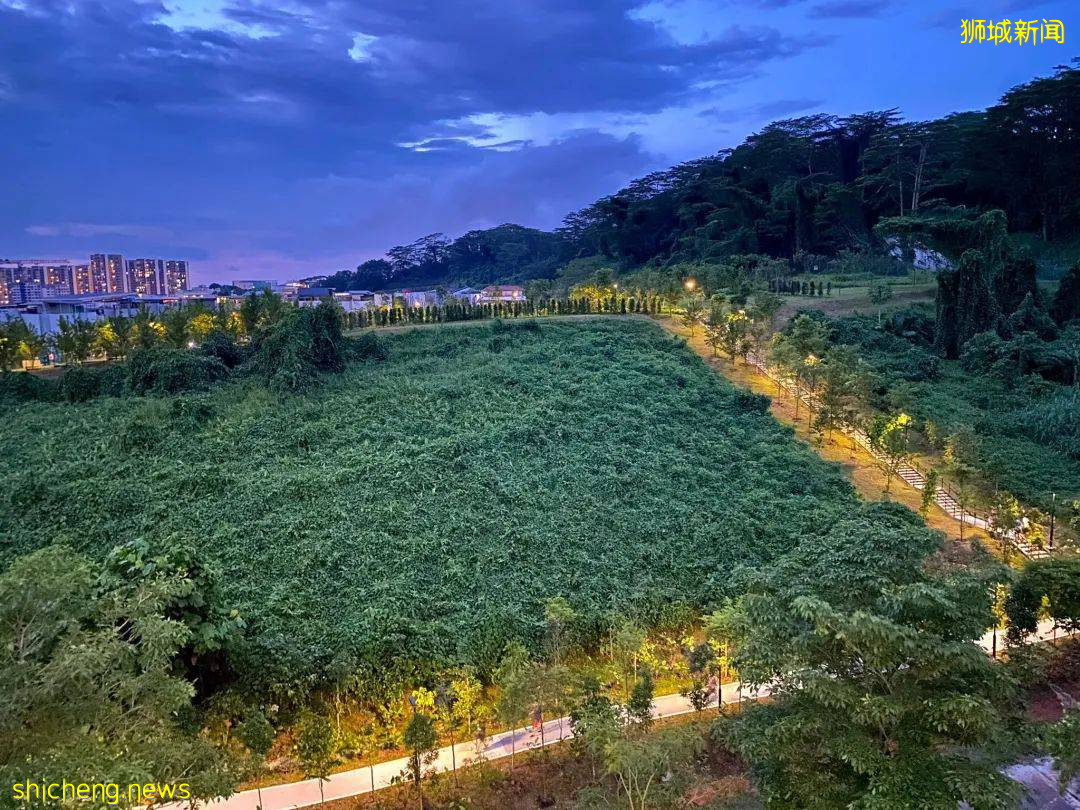 新加坡武吉甘柏公園開幕，蝴蝶園、遛狗場、山丘步道，登高遠眺好去處