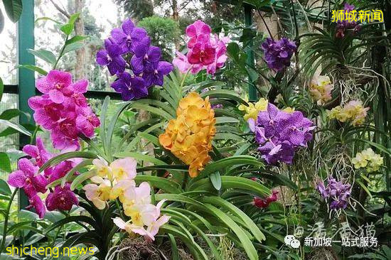 最美麗的自然風光: 新加坡植物園!