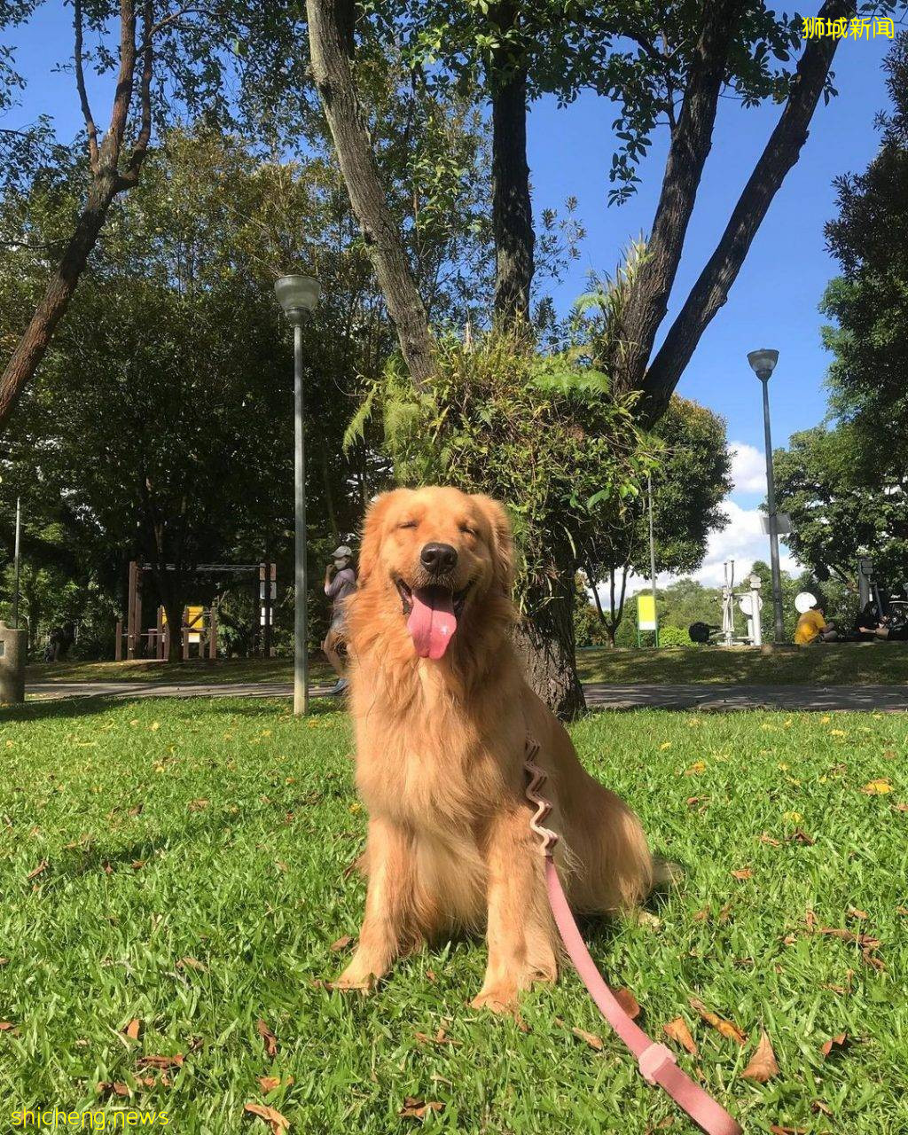 小狗也要出外透透气!精选新加坡8个遛狗公园🐕在Dog Run里快乐奔跑、尽情撒野🐾