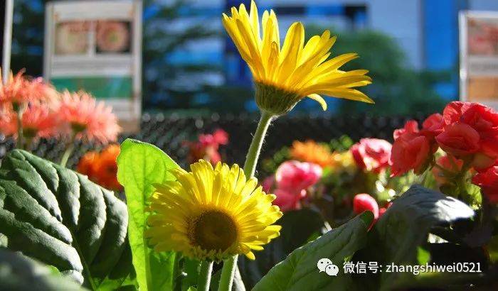 新加坡遊記系列 行走在南部山脊