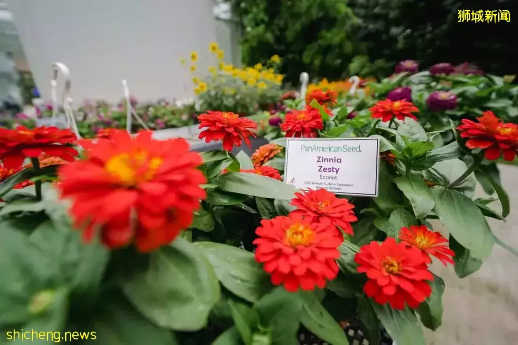 滨海湾花园花穹和云雾林双展览!绣球花+哥斯达黎加胡姬花限时展出,要看要快啊~💐