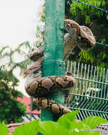 新加坡度假村惊现大蟒蛇蜷曲在铁丝网上