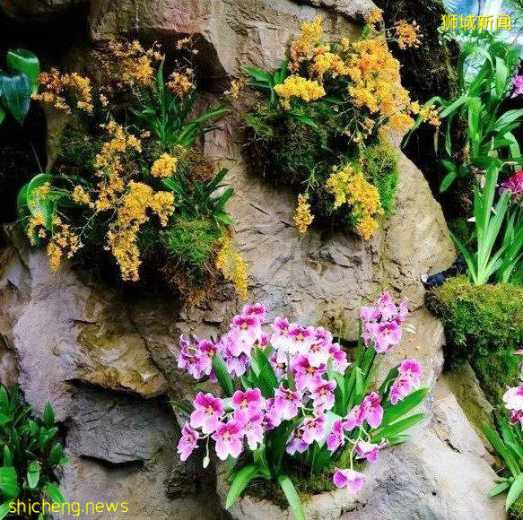 手機“一掃”入境新加坡,一起來看看有4500種花卉的全新熱帶花園吧