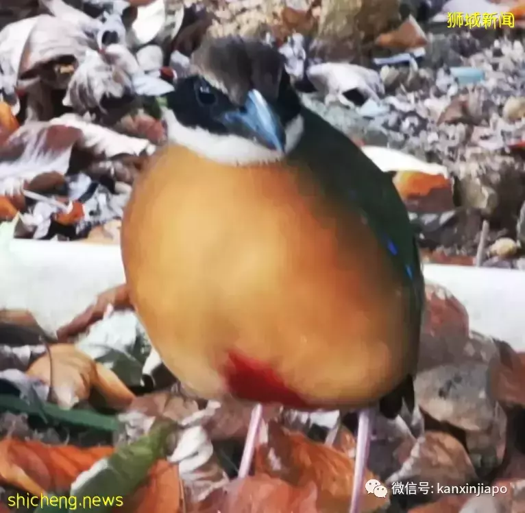 神奇动物在哪里?珍稀小鸟现身组屋区掀起观赏潮