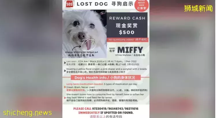 生病爱犬走失 主人悬赏500元盼尽速寻回