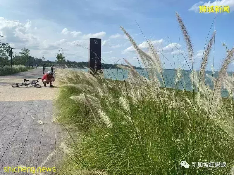 【圖文】這段18公裏沿海路線美爆了! 左看右看都不像在新加坡