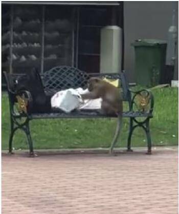 新加坡猴哥大闹地铁口，因购物袋上演“人猴大战”