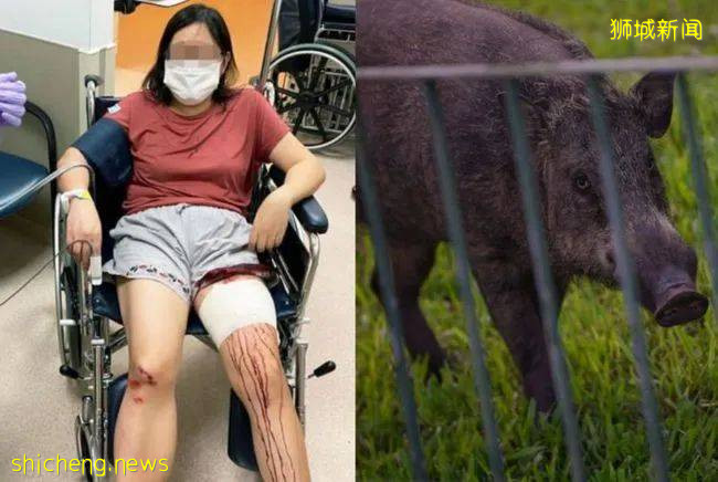 新加坡驚現人臉貓頭鷹！這些恐怖小動物，你碰到過嗎