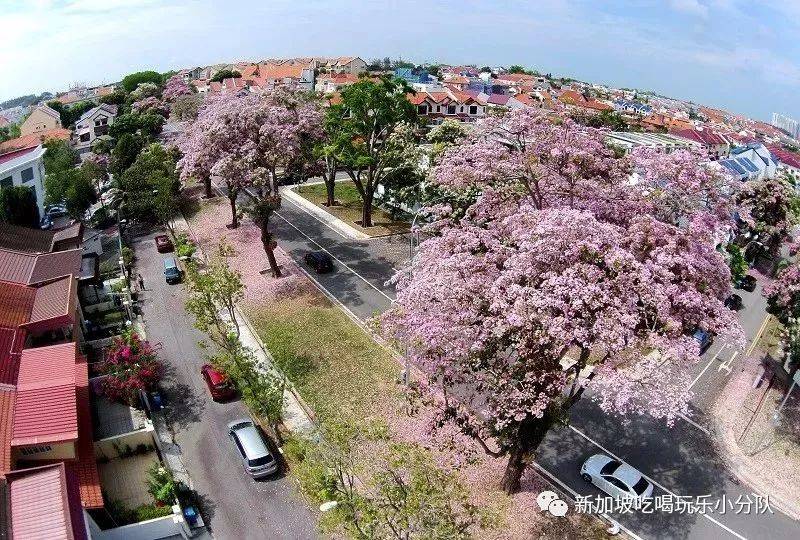 美爆！新加坡国父李光耀超爱的花又开了，这个公园最适合假期打卡