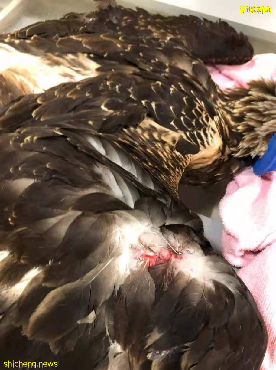 钓鱼人要注意,收好你们的鱼线鱼钩是对新加坡野生动物最好的爱护