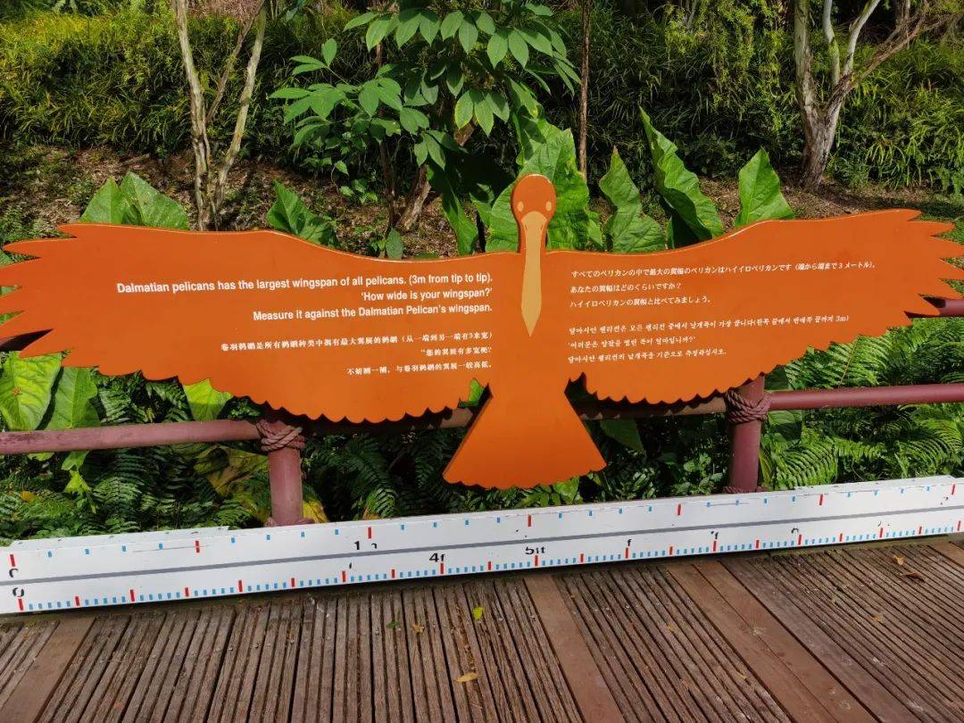 免費送票!帶倆娃嗨翻亞洲最大飛禽園,400多種5000多只鳥,一路驚喜不斷