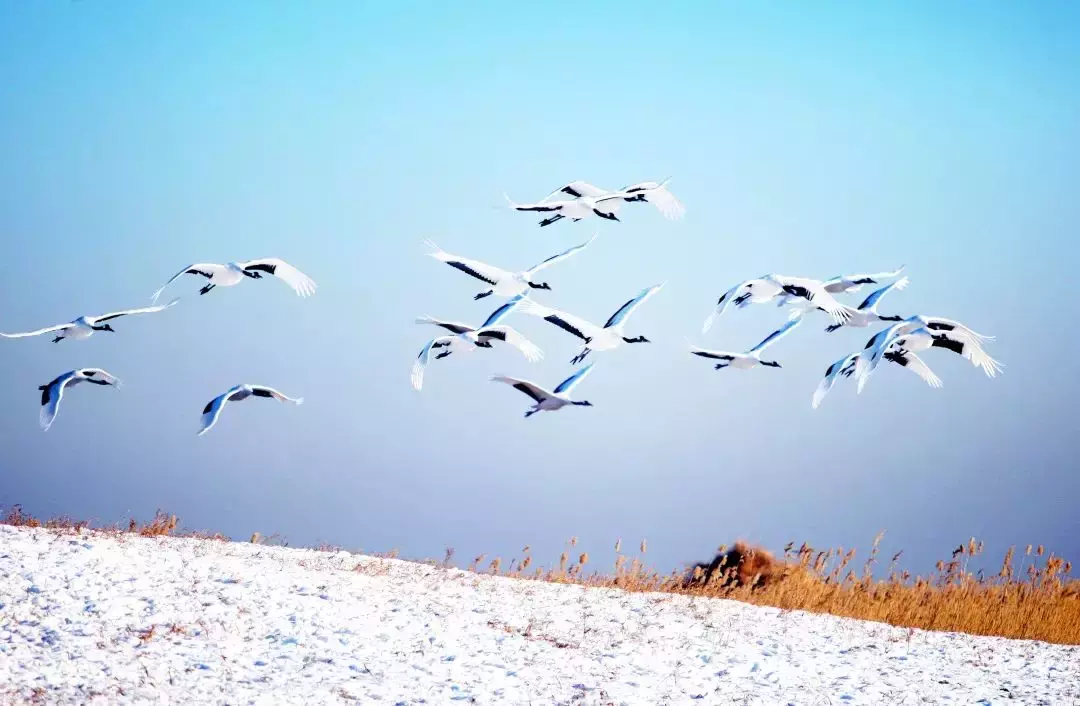 “黑龍江非常冰雪之旅”在新加坡上線