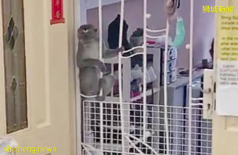 餵食野生動物者將遭罰款?新加坡養寵物你不能不知道的事!