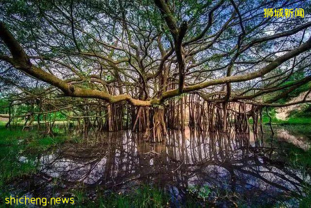 美到不行的裕廊湖畔花园,你不来打卡一下吗
