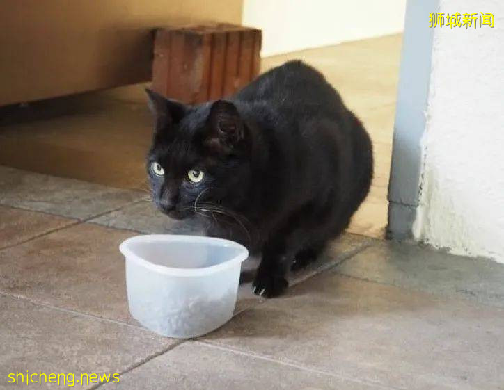 《南洋理工大學撸貓指南》