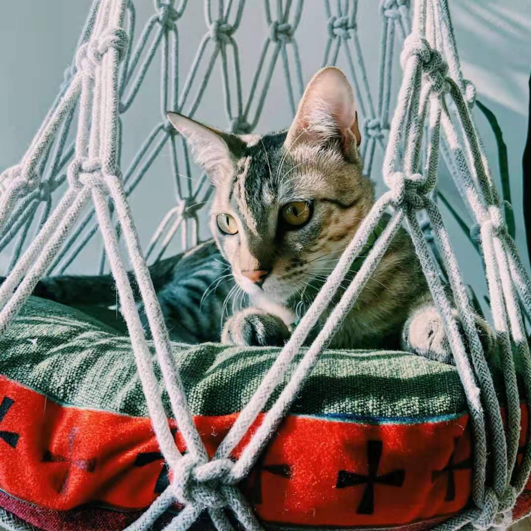 爱猫人士看过来！世界猫科动物保护集市来啦