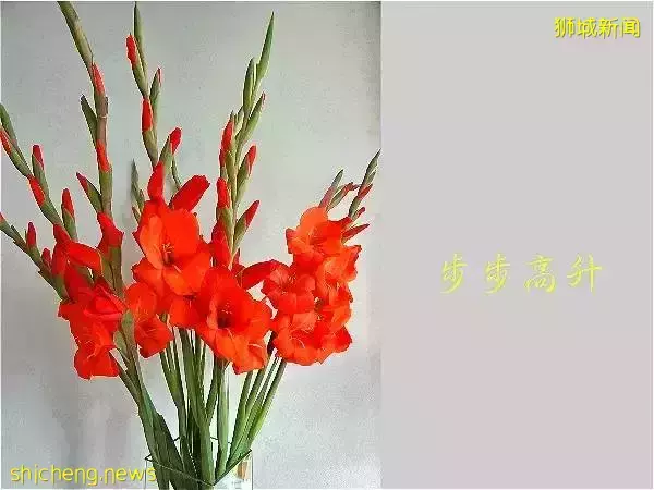 新加坡開運年花,你知道幾個