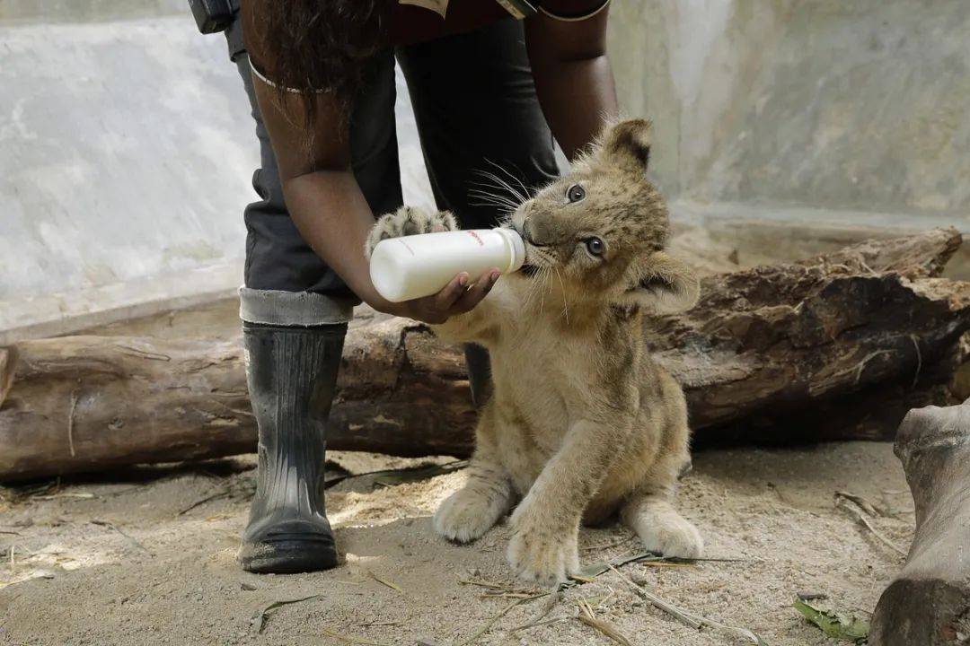 新加坡第一只通過輔助生殖技術誕生的非洲獅崽來啦