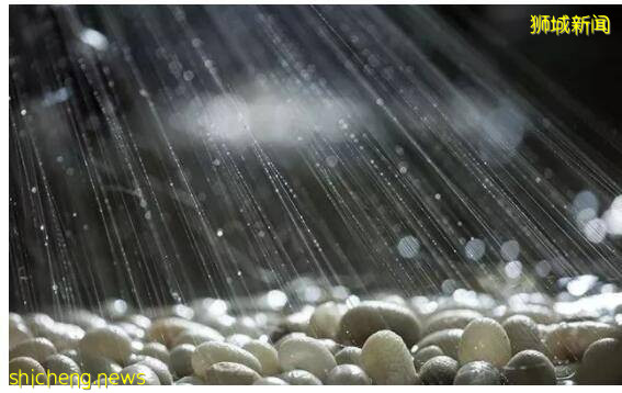 憋坏了吧！在新加坡完成疫苗出国旅游中招咋办？战胜病毒咋出国？疑问秒杀