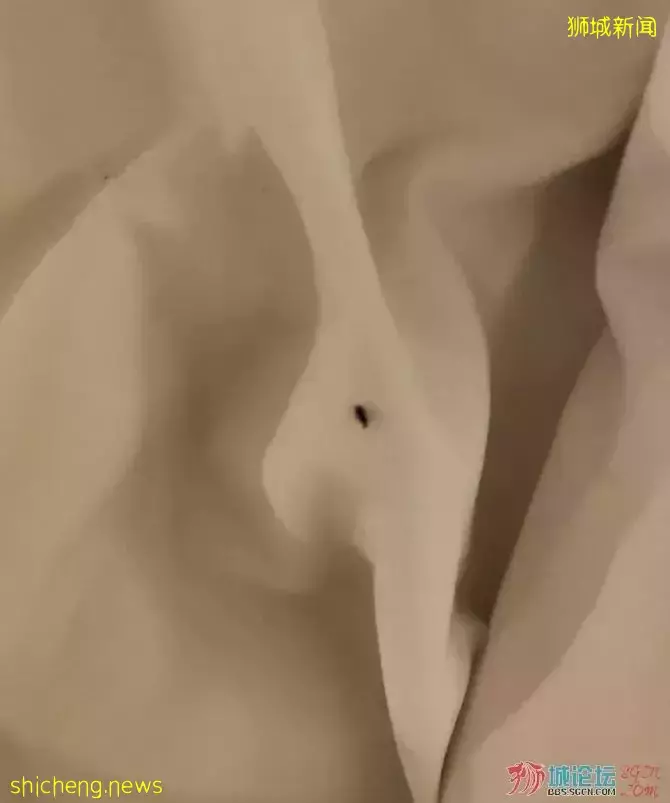 客人在新加坡住酒店遭臭虫咬伤苦不堪言，僵持过后酒店同意全额退款