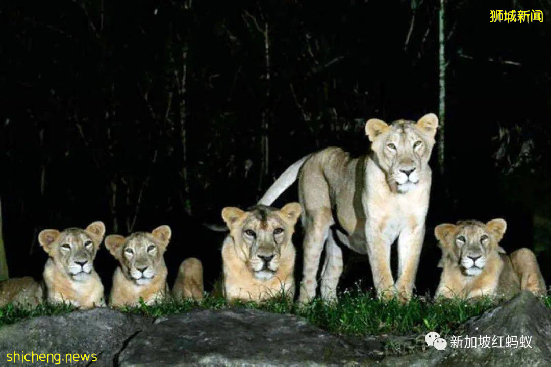 新加坡五頭獅子感染冠病“揚名海外”　各地爭相報道