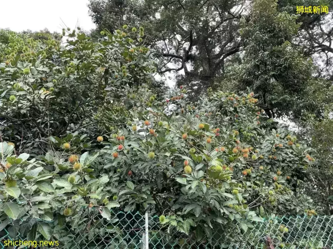 榴梿、野豬、猴子、各種魚蟹……體驗“新加坡最後的農村”