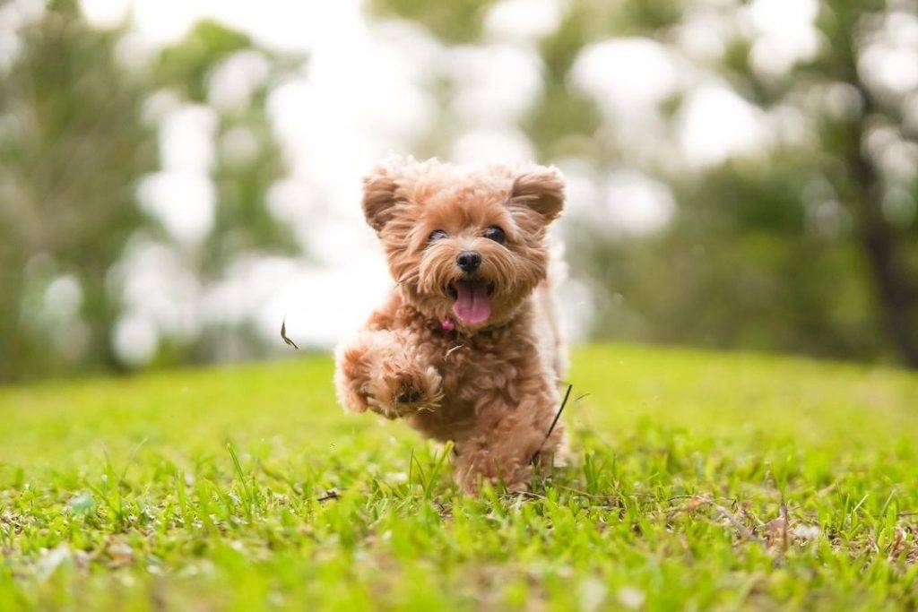 打卡新发现👉碧山宏茂桥公园📍自然景观+莲花池塘+湖畔舞台,遛狗散步不忘拍拍照💕