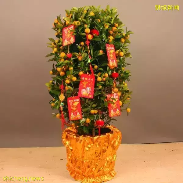 新加坡開運年花,你知道幾個