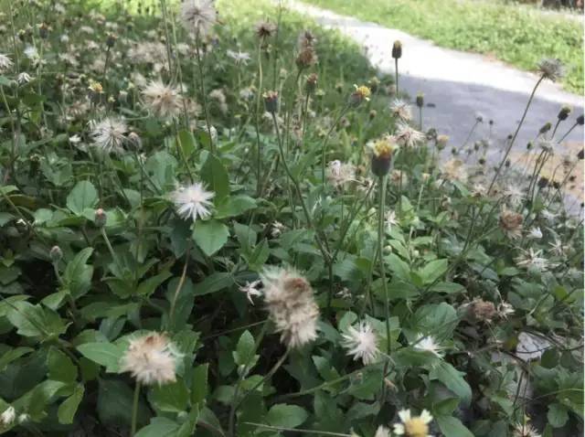 新加坡一直除草,光禿禿有更美