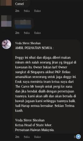 主人狮城工作 狗儿孤独顾家 巫裔大哥面书招人认领