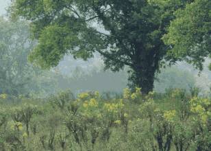 怎么都想不到，全世界树最多的城市竟然是它