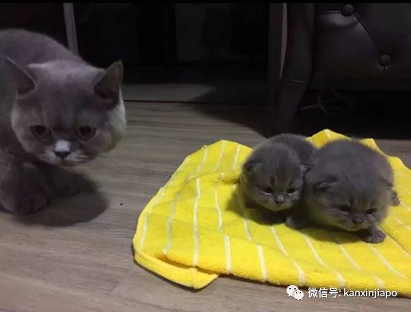 遭HDB人员登门盘查被告知,新加坡组屋不能养猫!这些“毛小孩”也不能出现