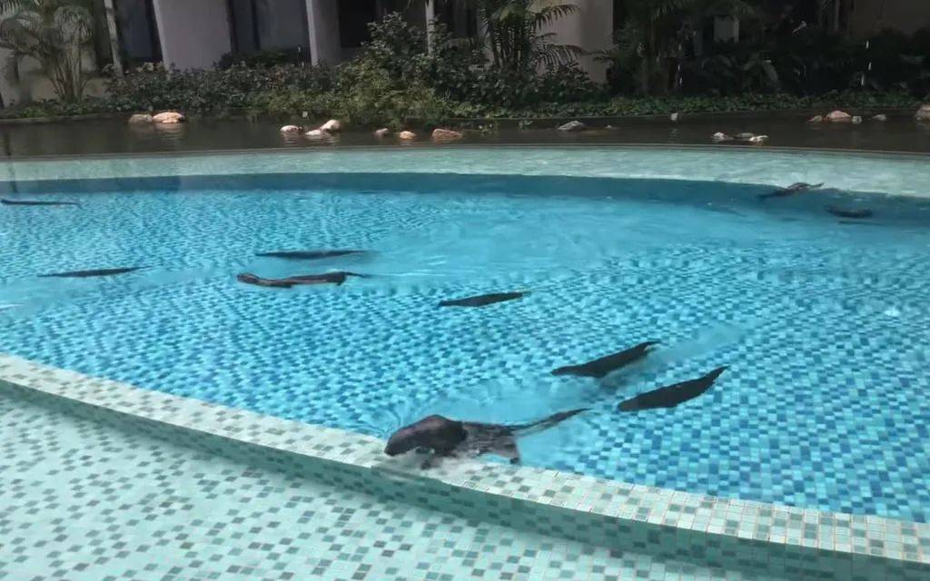 闯入公寓泳池、吃光鱼塘锦鲤!这群玩意在新加坡太嚣张了