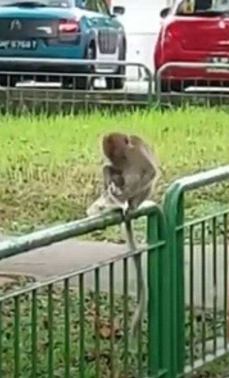 巴士站驚魂!猴子搶喝珍奶